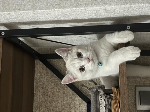 6 aylık british shorthair