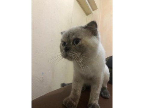 Mişa 4 aylık dişi scottish fold