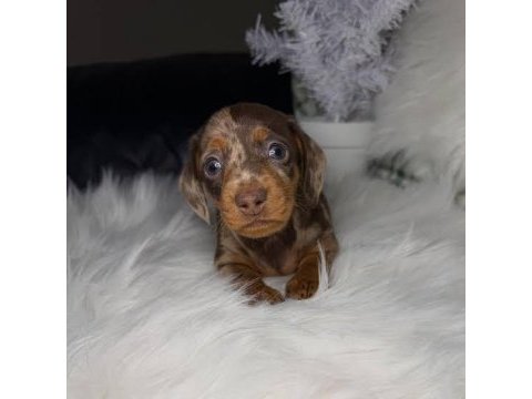 Göz kamaştıran dapple dachshund (sosis köpek)