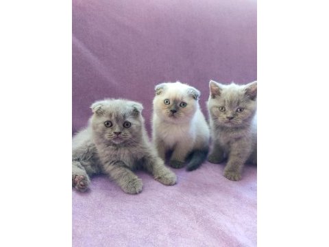 Scottish fold yavrularımız