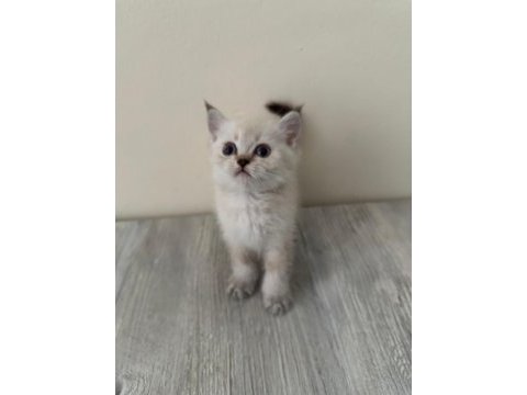 Lynx point scottish fold & straight erke ve dişi 2 aylık
