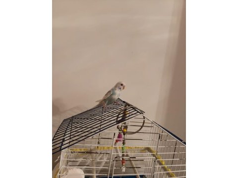 Ele alışkın bebek muhabbet kuşu evinize maskot