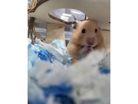 Hamster-gonzales yavrularımız heryere gönderim