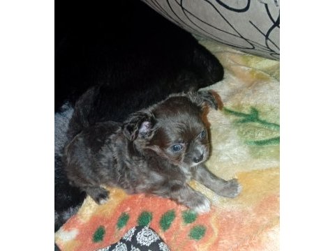 Bir kızımız ve bir oğlumuz var 50 günlük köpekler