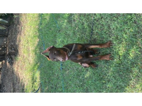 Full estetikli king doberman