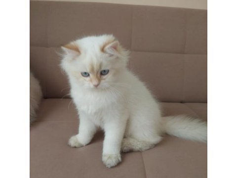 British longhair erkek