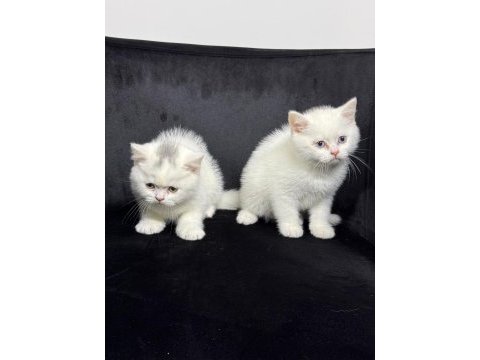 Ayı surat british shorthair yavrular