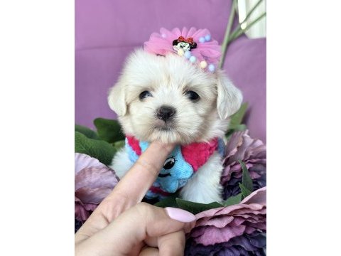 Safkan büyümeyen kore poodle bebekleri