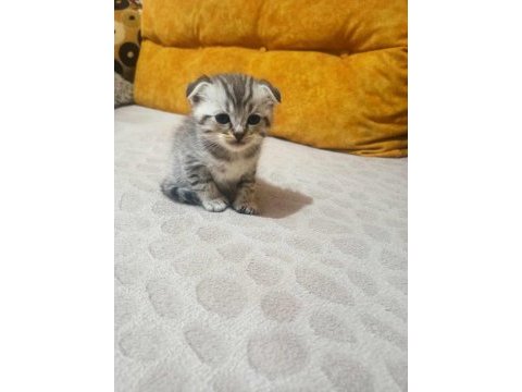 Sahiplendirilecek scottish fold