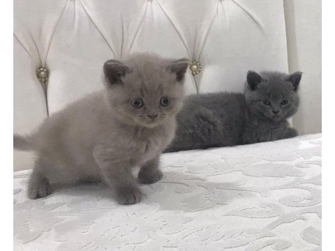 Safkan gri renk scottish yavrular yeni ailelerini arıyorlar
