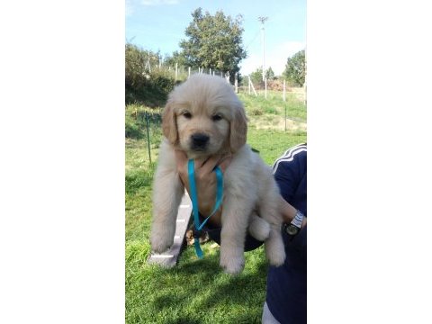Golden retriever yavruları