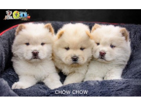 Dişi ve erkek chow chow (çin aslanı) yavrularımız