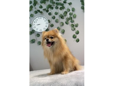 Kusursuz güzellikte yetişkin dişi pomeranian boo