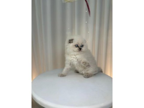 Irk ve sağlık garantili scottish fold yavrular