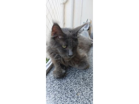 3xxxl 1 dişi ve 1 erkek eş takım maine coon