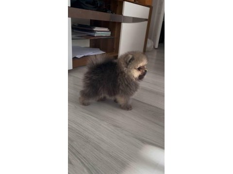Evde büyümüş pomeranian yavruları