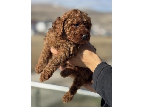 Petmode köpek çiftliğinden redbrown toy poodle