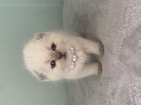 Aaa kalite sıfır kulak scottish fold prensesim