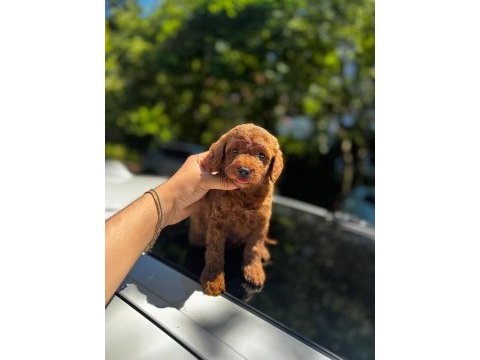 Şahane toy poddle(kütahya exuma pet center)