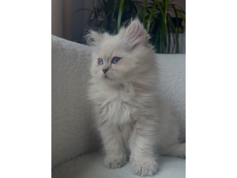 Beyaz british longhair kedimiz