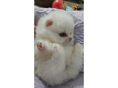 Pomeranian boo bebekler
