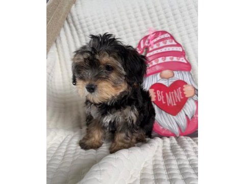 Havlama huyu asla yok çok uslu morkie