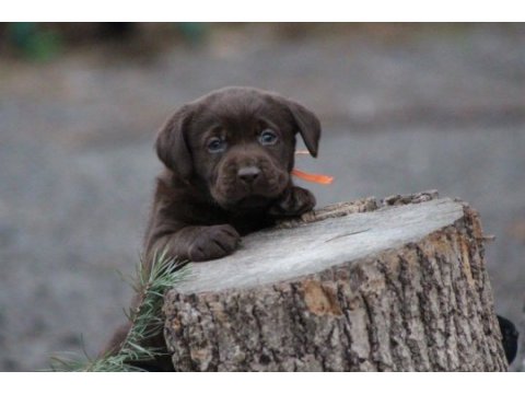 Safkan ırk garantili labrador retriever yavrular