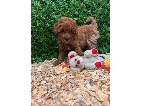 Ruhsatlı çiftliğimiz burkemden yılbaşı şekeri poodle