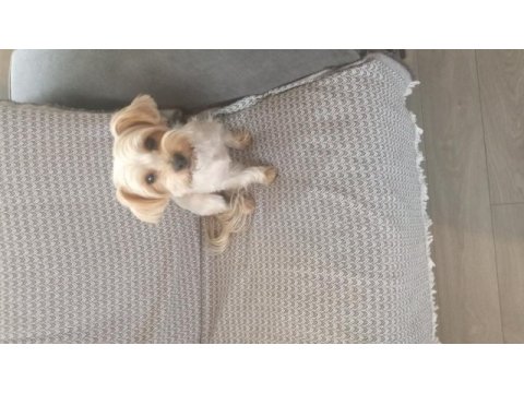 Yorkshire terrier uysal