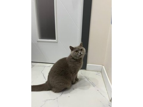 Ücretsiz british shorthair