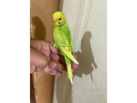 29 günlük kusursuz erkek bebek muhabbet
