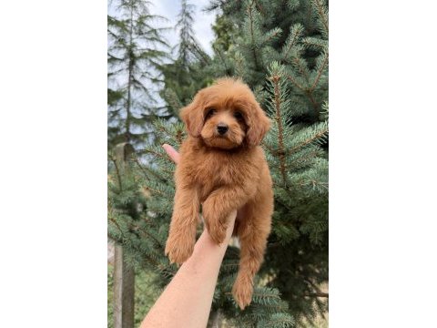 Red maltipoo