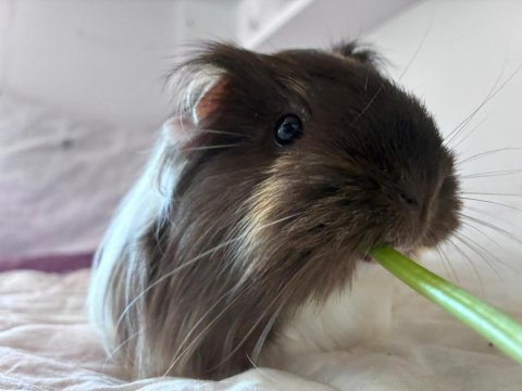 Guinea pig mia kalıcı ev arıyor