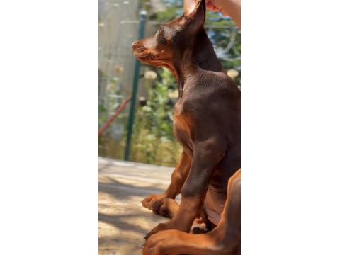 Irkının en irileri hypertype doberman dişi yavrular