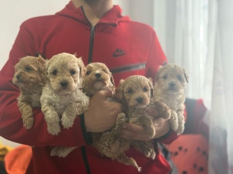 Evinize neşe getirecek teacup maltipoo yavrularımız