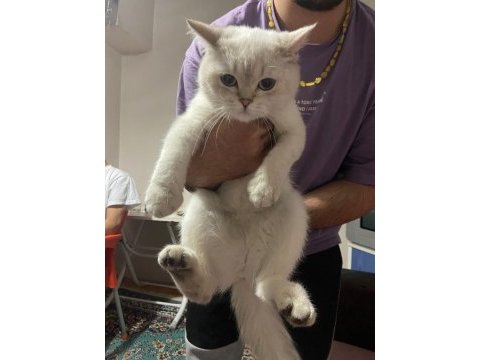 Dişi british shorthair blue point