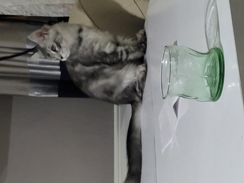 5 aylık yavru maine coon