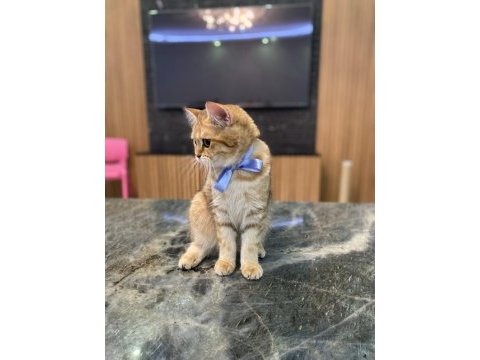 Güzel british shorthair kızım