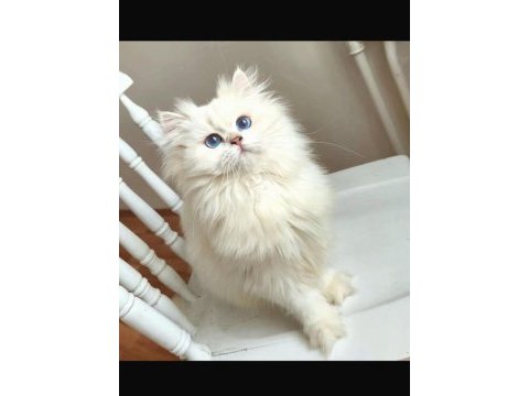Blh ns1233 erkek british longhair yavrumuz