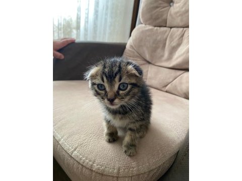 Yeni yavru scottish fold