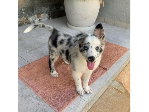 Evinizin neşesi border collie yavrular kapıda ödeme