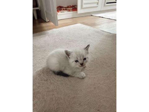 Sağlıklı yavru kediler yeni yuvalarını bekliyor