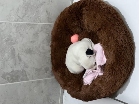 French bulldog 45 günlük erkek