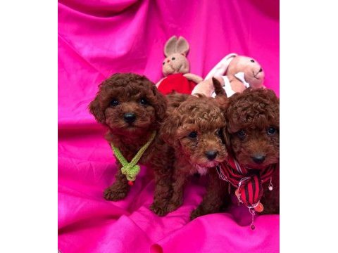 Çook özel pırıl pırıl saf kan toy poodle yavrular