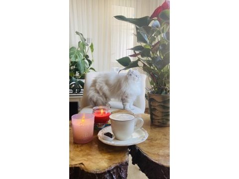 British longhair 1 yaşında