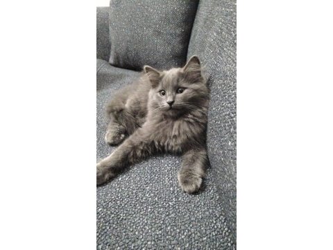 3 aylık erkek british longhair