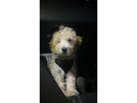 3 aylık yavru maltipoo