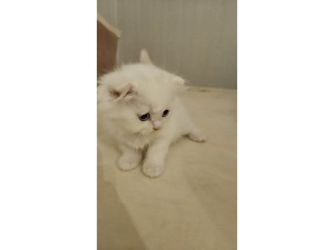 37 mart doğumlu scottish fold