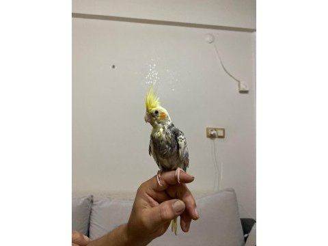 4 aylık sultan papağanı