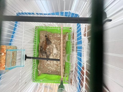 4 aylık sağlıklı zebra ispinozları